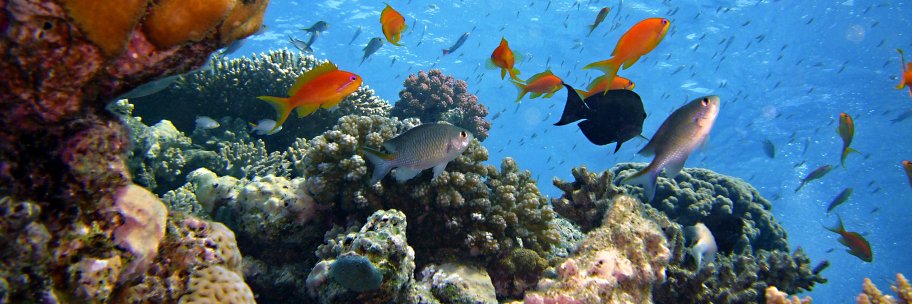 _ScubaDiving_'s profile banner image