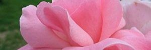 Aditya Tripathi banner