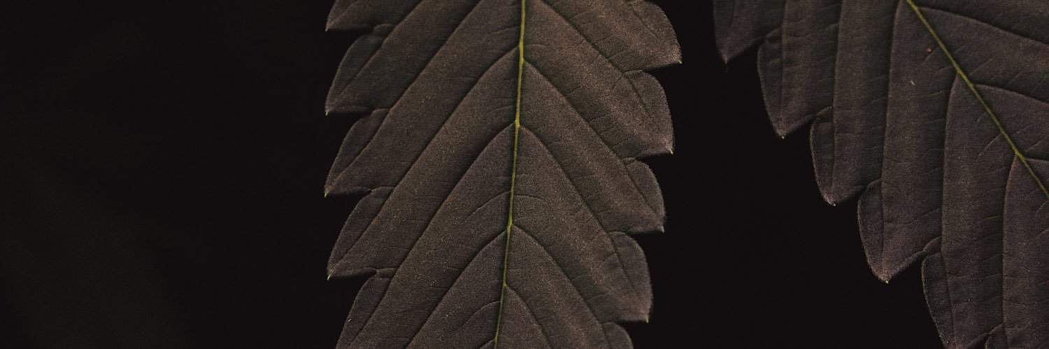 DAGGA | Cannabis & Culture banner