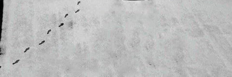 c4_lm's profile banner image