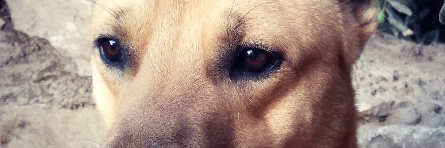 nesesr's profile banner image