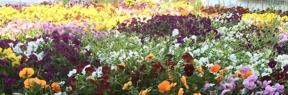 ddaniaramirez's profile banner image