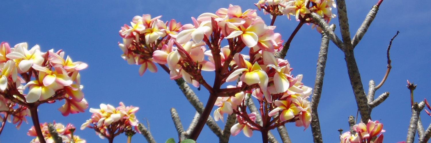 Michael Avery banner