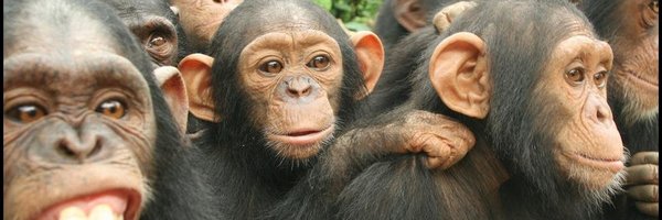 PASA Primates Profile Banner
