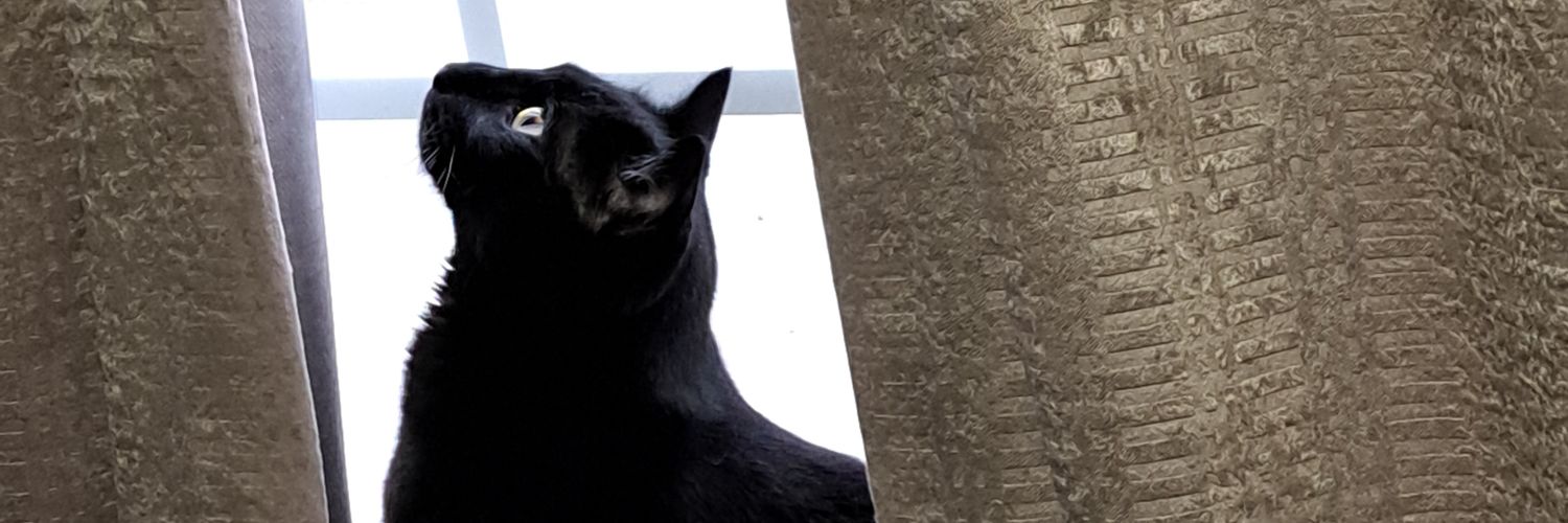 RendadollAI's profile banner image
