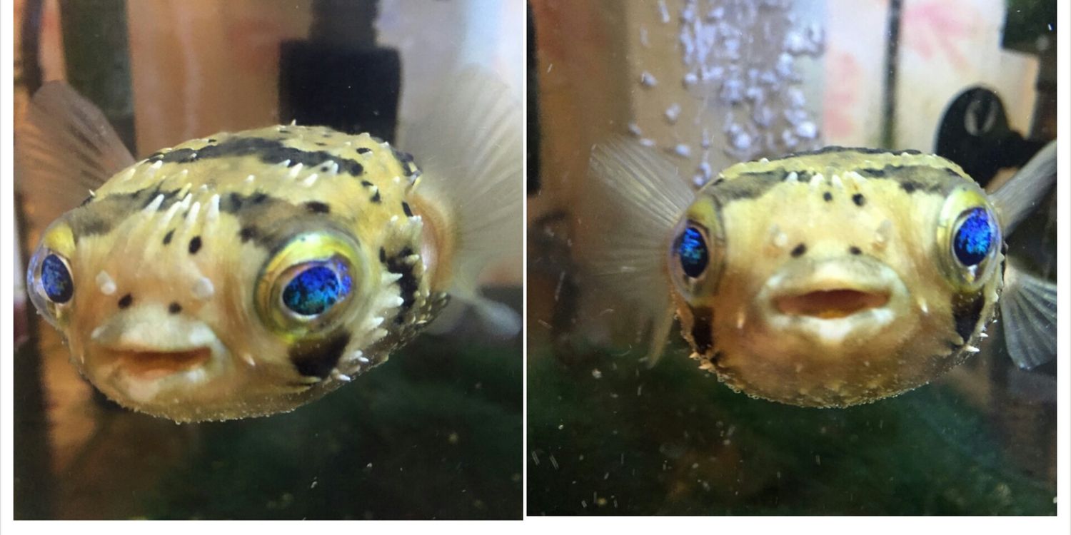 glasscatfish's profile banner image