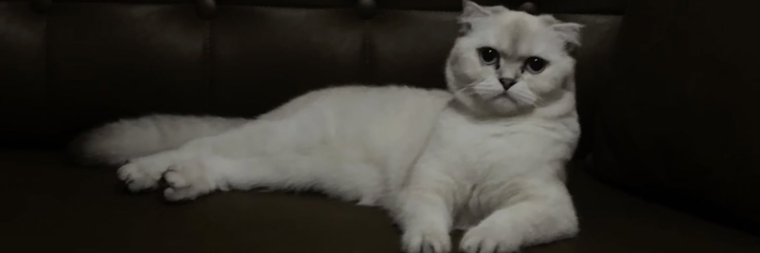 gamzeymenn's profile banner image
