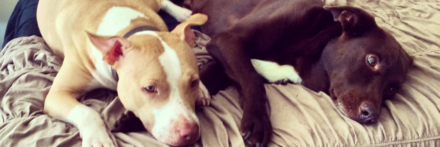 Meryl Alappattu (she/her) banner