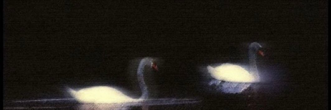 vvxiwei's profile banner image