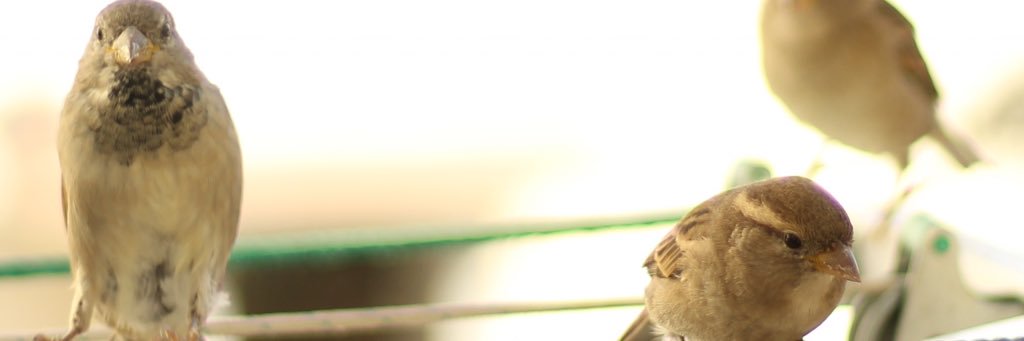 piopio's profile banner image