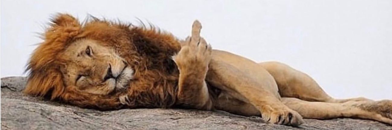 Leo Q banner