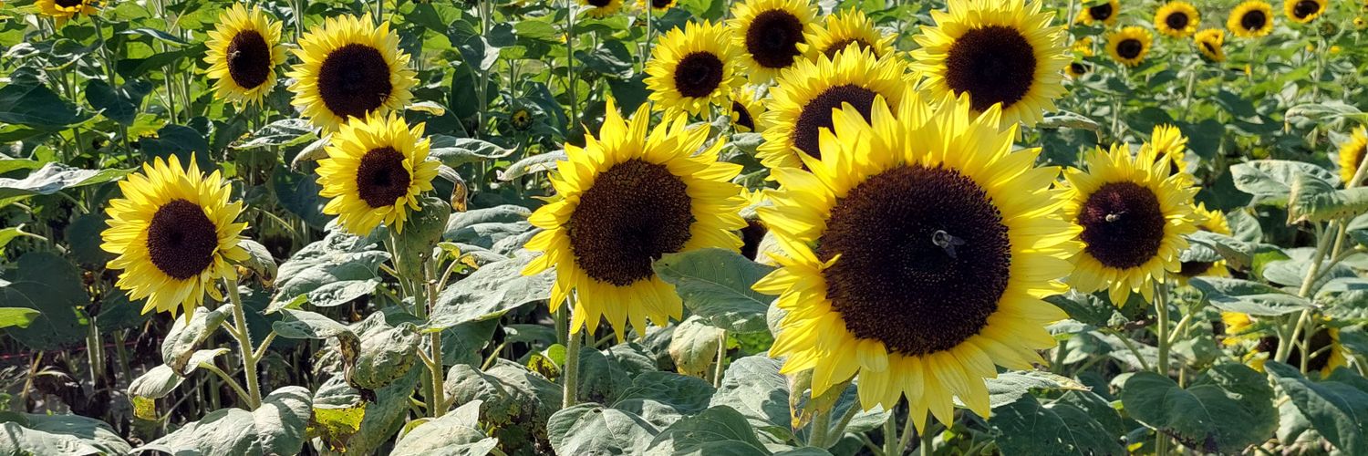 storycatching's profile banner image