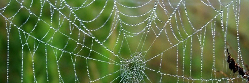 CspiderMx's profile banner image
