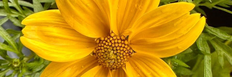 angelinajbackup's profile banner image