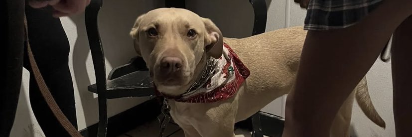 mariahhogewood's profile banner image