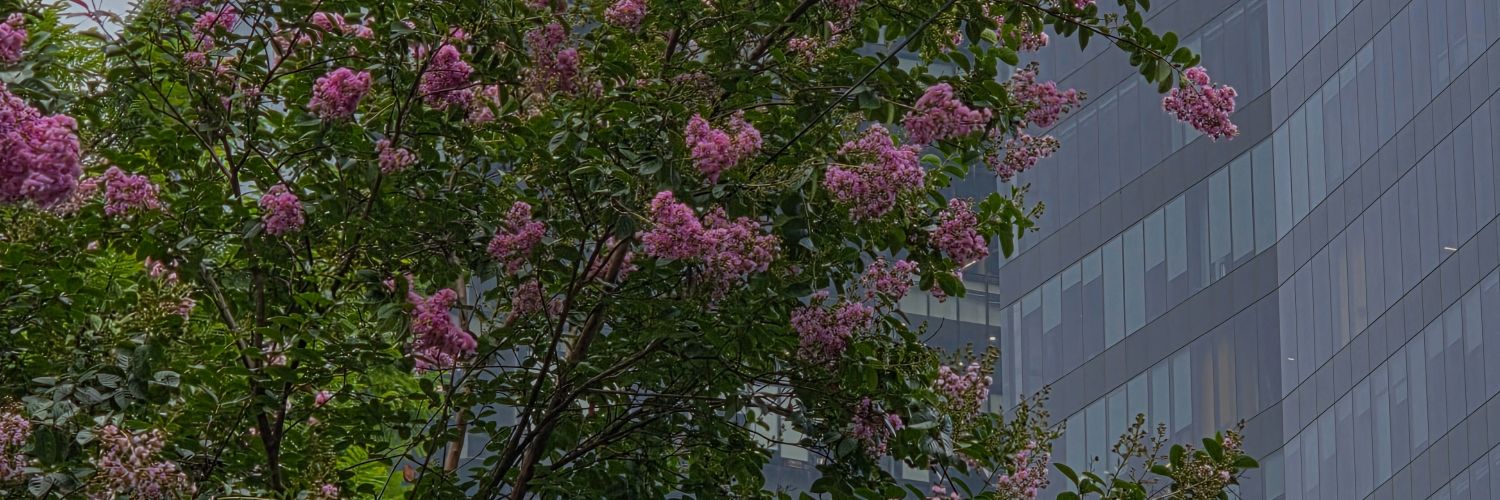 lucivegaa's profile banner image