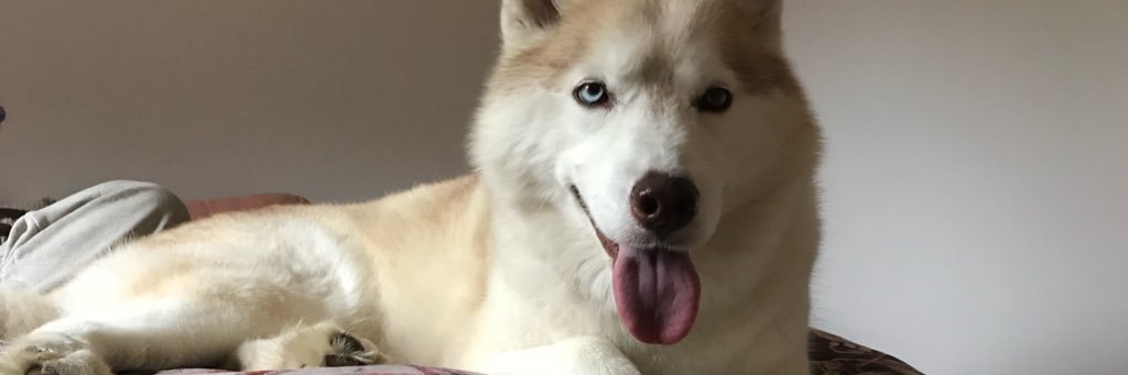 BumbleBeeVee's profile banner image