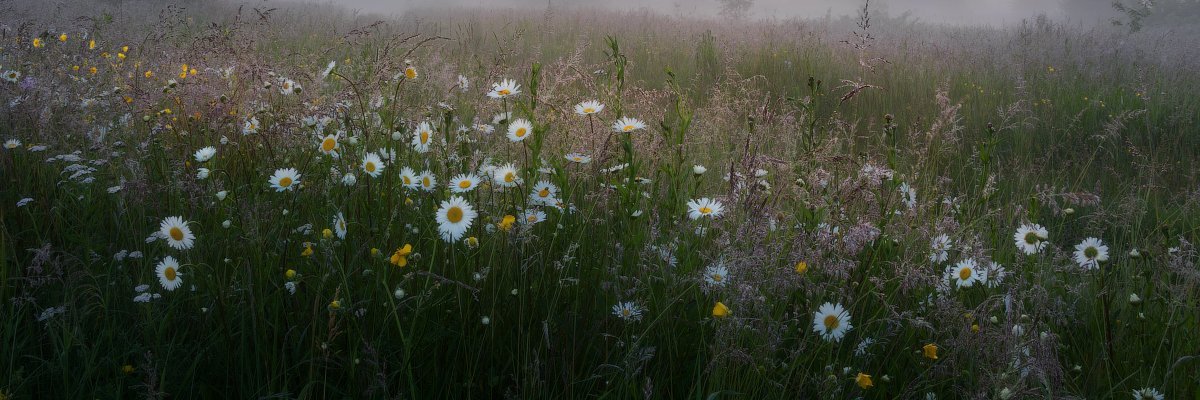 Elizabeth Flowers banner