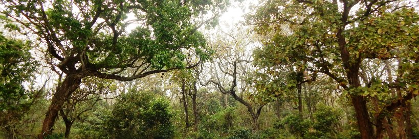 FORREST banner