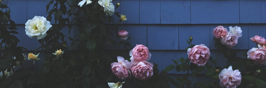 lindabiafore's profile banner image