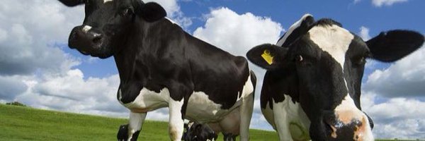 roscobigfulla Profile Banner