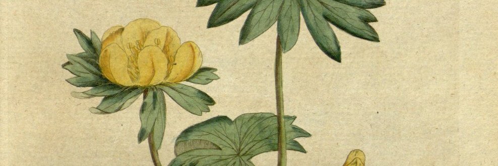 theBotanicalMag's profile banner image