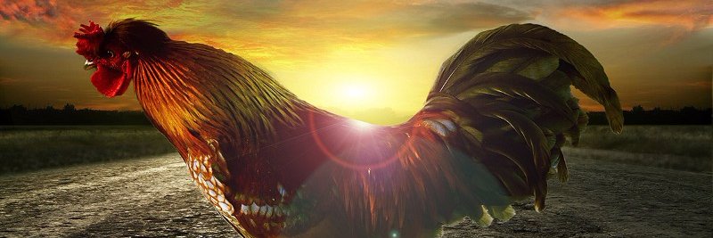 Cock_Father's profile banner image
