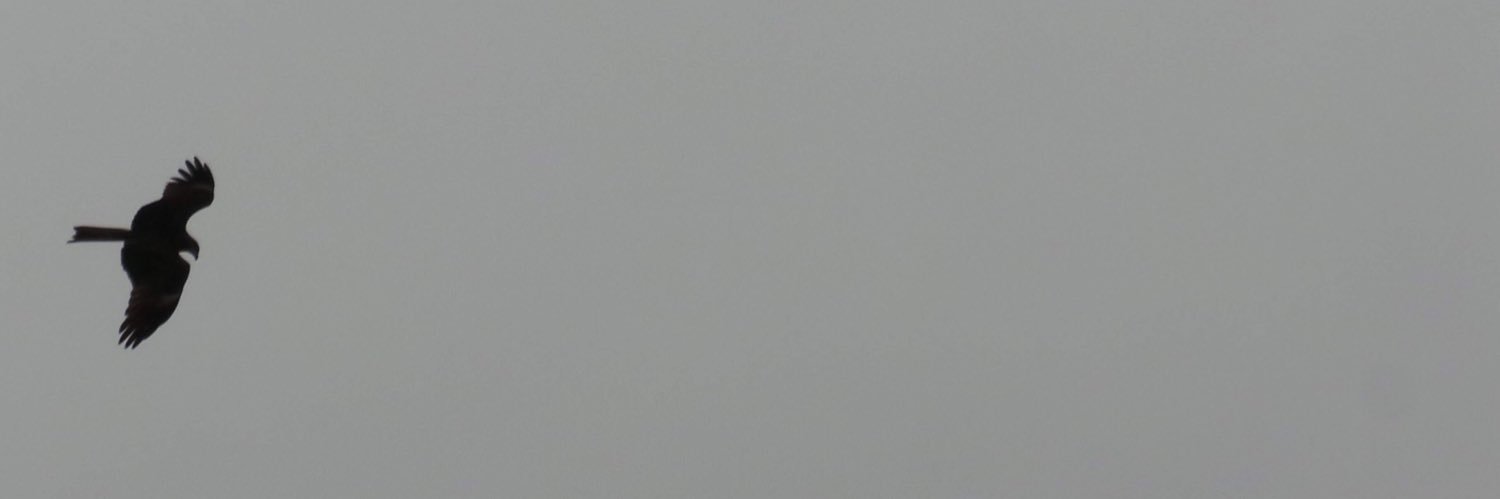 Peter the Grump banner