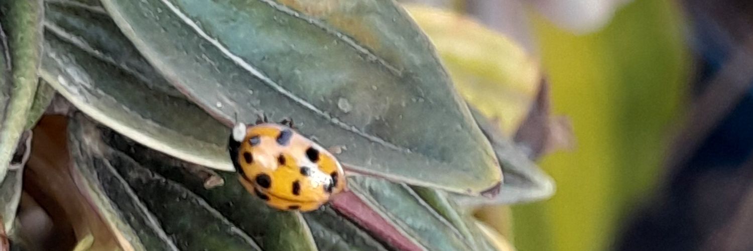 carlitha8__'s profile banner image