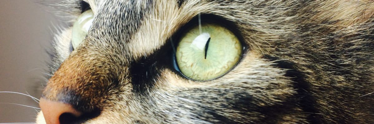 Buse Terzi Enç banner