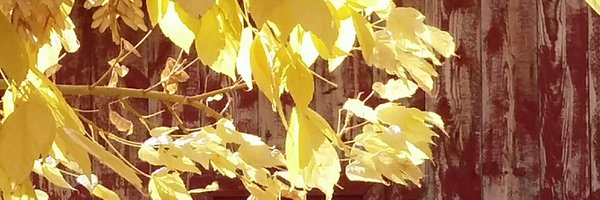 Kbirdcat Profile Banner