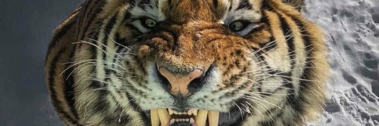 MateusRodacki_'s profile banner image