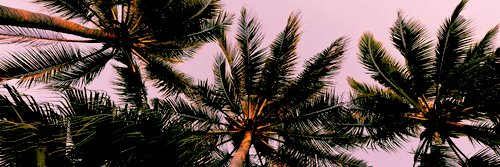 RaveeWarrior's profile banner image