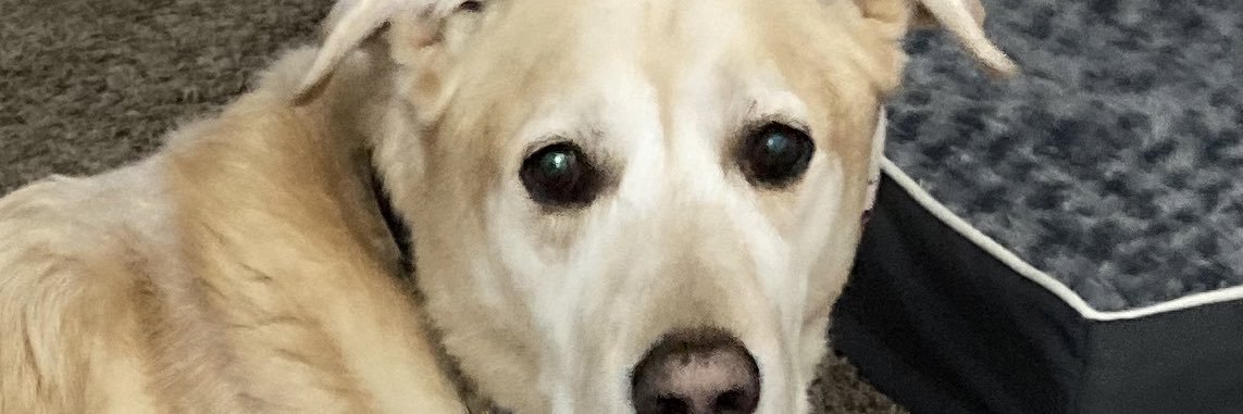 IM_JUST_SCOOB's profile banner image