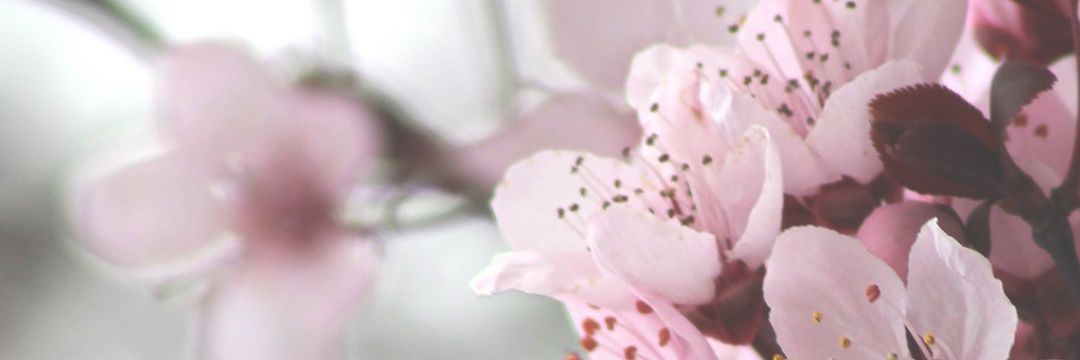 birdsofbeauty10's profile banner image