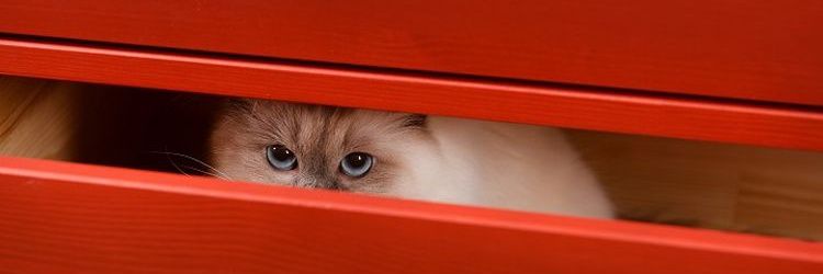 orange cat activities 🇵🇸 banner