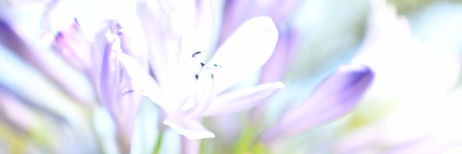 choczgurl's profile banner image