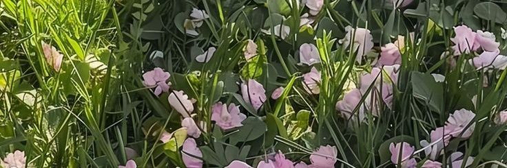 Hefomitsu's profile banner image