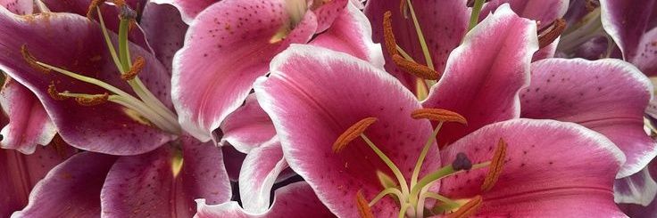 iguchristian's profile banner image