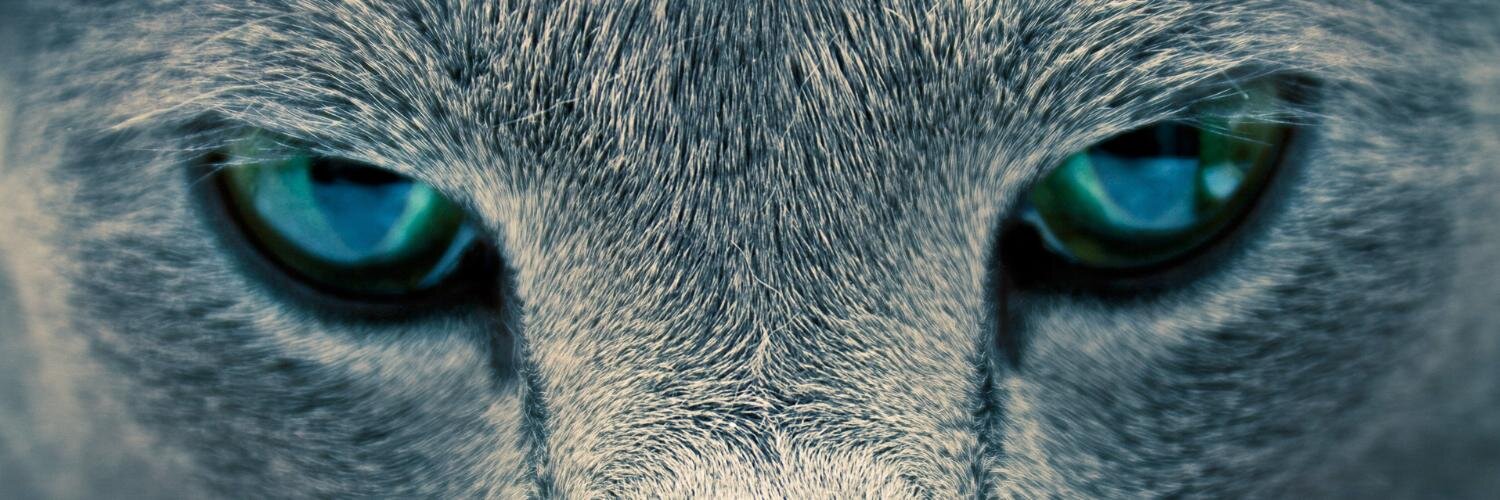 Anna Romanova👑 banner