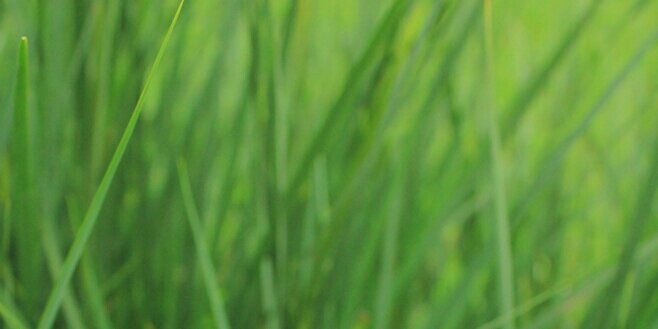 dewikukuruyuk's profile banner image