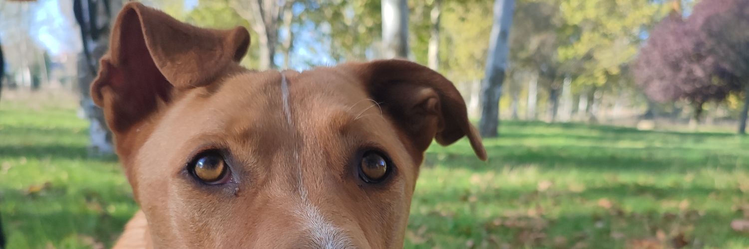 ASiempreFiel's profile banner image