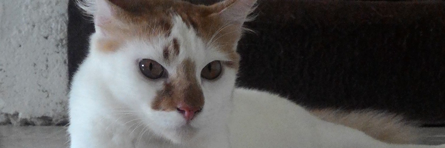 azierazali's profile banner image