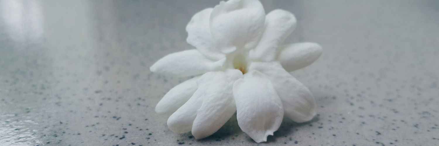 LilyNoe00's profile banner image