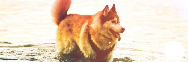 minamy91 Profile Banner