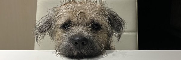 BorderTeddyer Profile Banner
