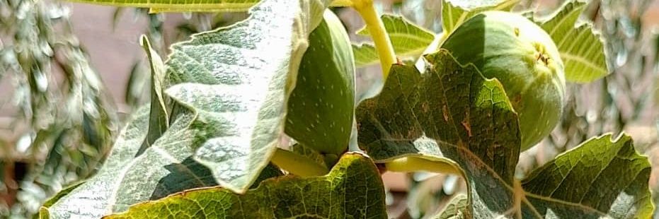 SedaghatDjam's profile banner image