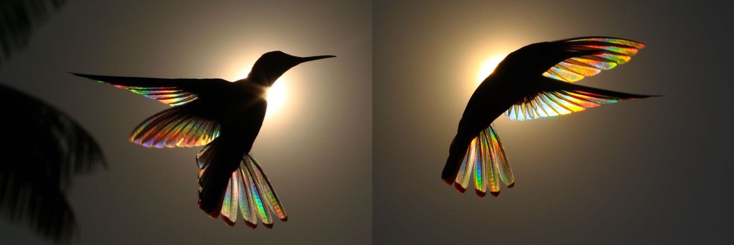 The Hummingbird 🐦 banner