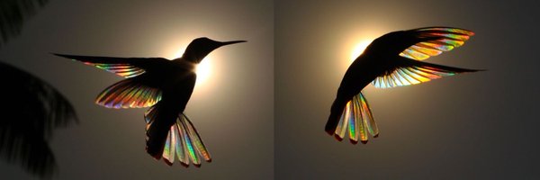 SaysHummingbird Profile Banner