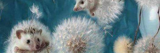 💕Mye.S 🎀💃🦔 banner